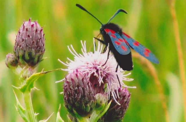 Highly Commended: Fran McCloskey, 'Burnet Moth'